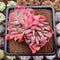 Echeveria 'Luella' Crested 3" Succulent Plant Cutting