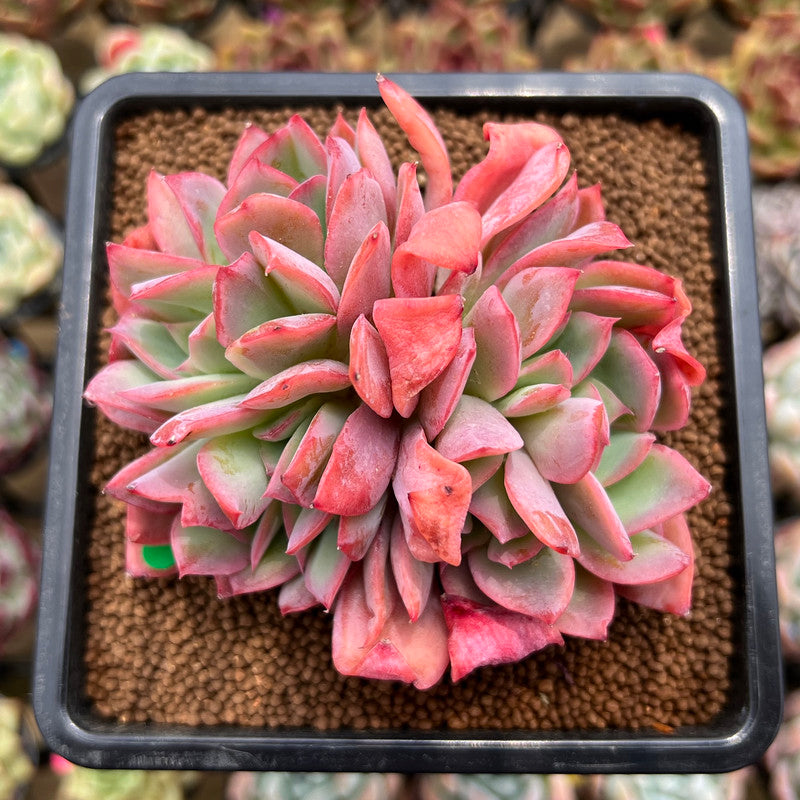 Echeveria 'Luella' Crested 3" Succulent Plant Cutting