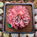 Echeveria 'Luella' Crested 3" Succulent Plant Cutting