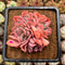 Echeveria 'Luella' Crested 3" Succulent Plant Cutting