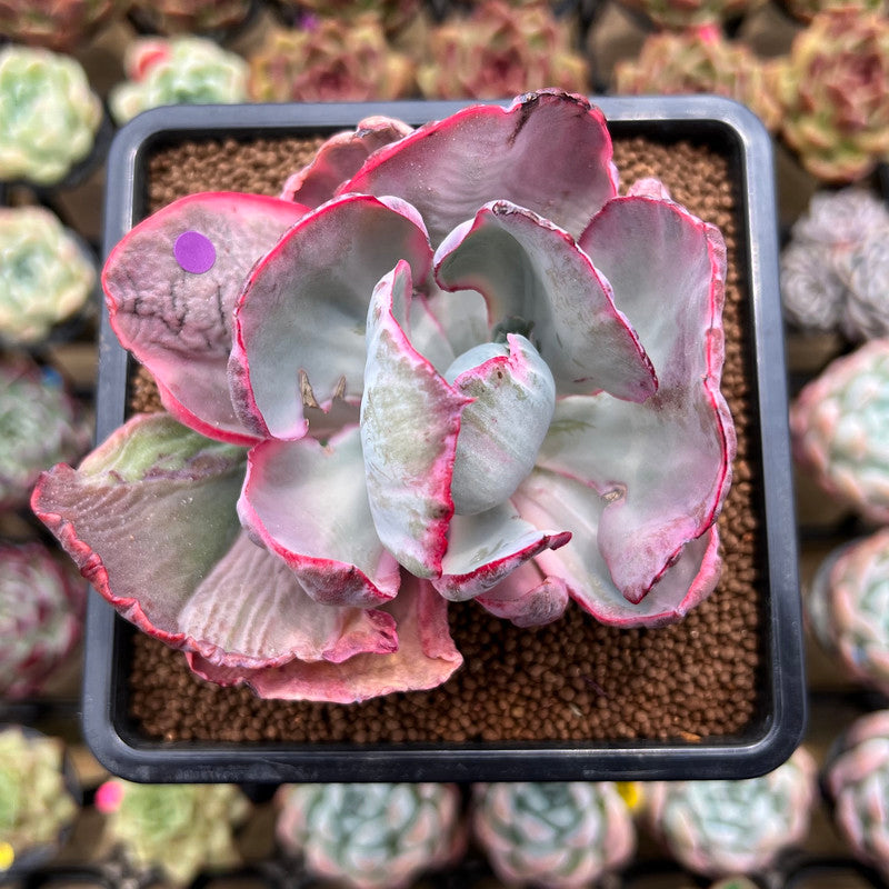 Echeveria 'Flying Cloud' Variegated 2"-3" Succulent Plant Cutting