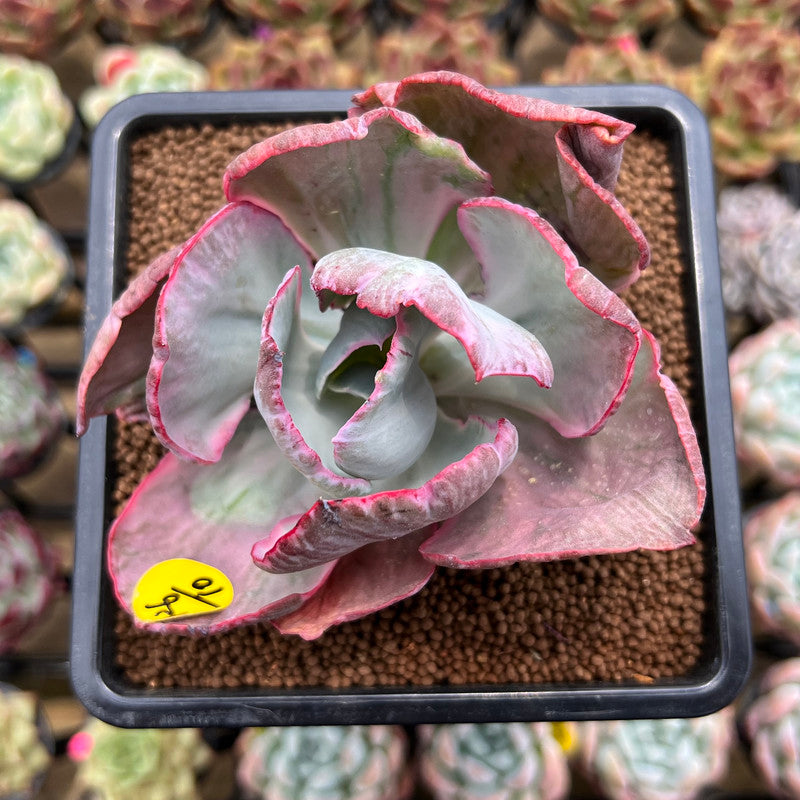 Echeveria 'Flying Cloud' Variegated 2"-3" Succulent Plant Cutting