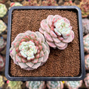 Echeveria 'Red Velvet' 3" Succulent Plant Cutting