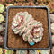 Echeveria 'Red Velvet' 3" Succulent Plant Cutting