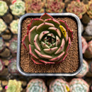 Echeveria 'Hura' Type C 2" Succulent Plant Cutting