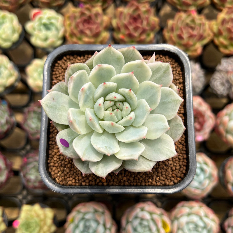 Echeveria 'Tippy' Variegated 2" Succulent Plant Cutting