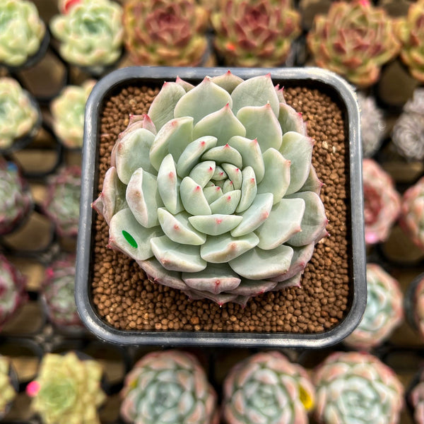 Echeveria 'Tippy' Variegated 2" Succulent Plant Cutting