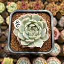 Echeveria 'Tippy' Variegated 2" Succulent Plant Cutting