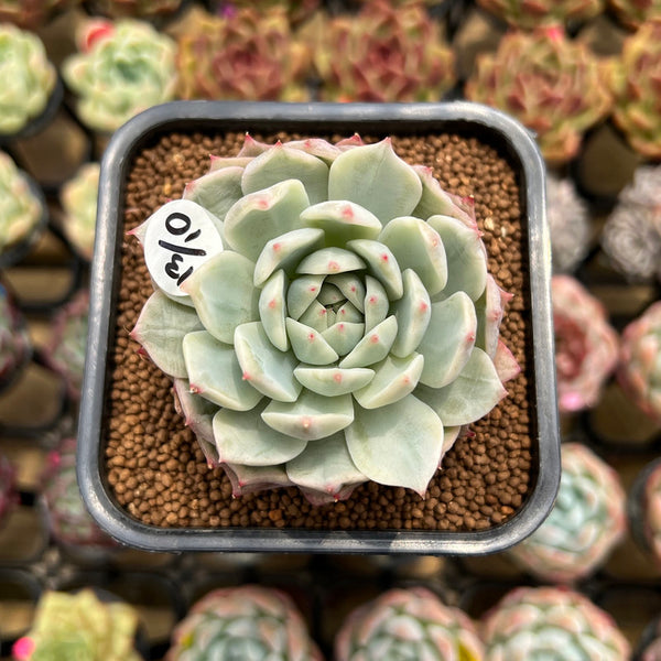 Echeveria 'Tippy' Variegated 2" Succulent Plant Cutting