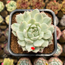 Echeveria 'Tippy' Variegated 2" Succulent Plant Cutting