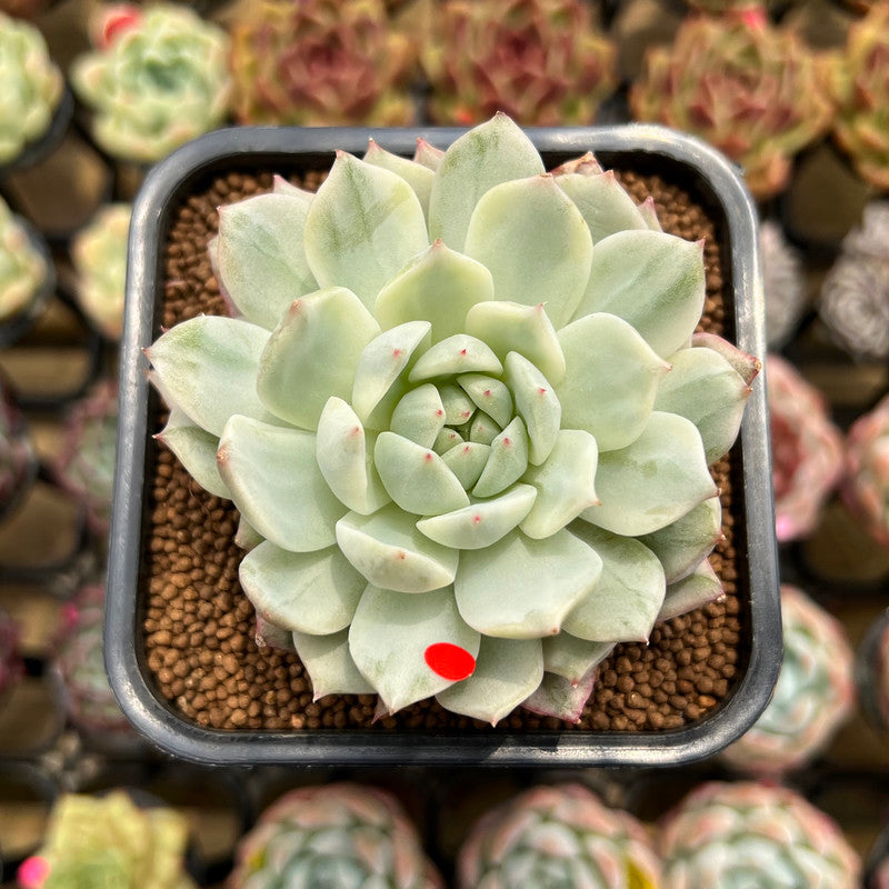 Echeveria 'Tippy' Variegated 2" Succulent Plant Cutting