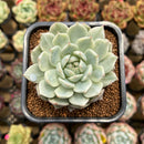 Echeveria 'Tippy' Variegated 2" Succulent Plant Cutting