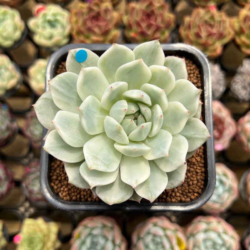 Echeveria 'Tippy' Variegated 2" Succulent Plant Cutting