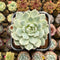 Echeveria 'Tippy' Variegated 2" Succulent Plant Cutting