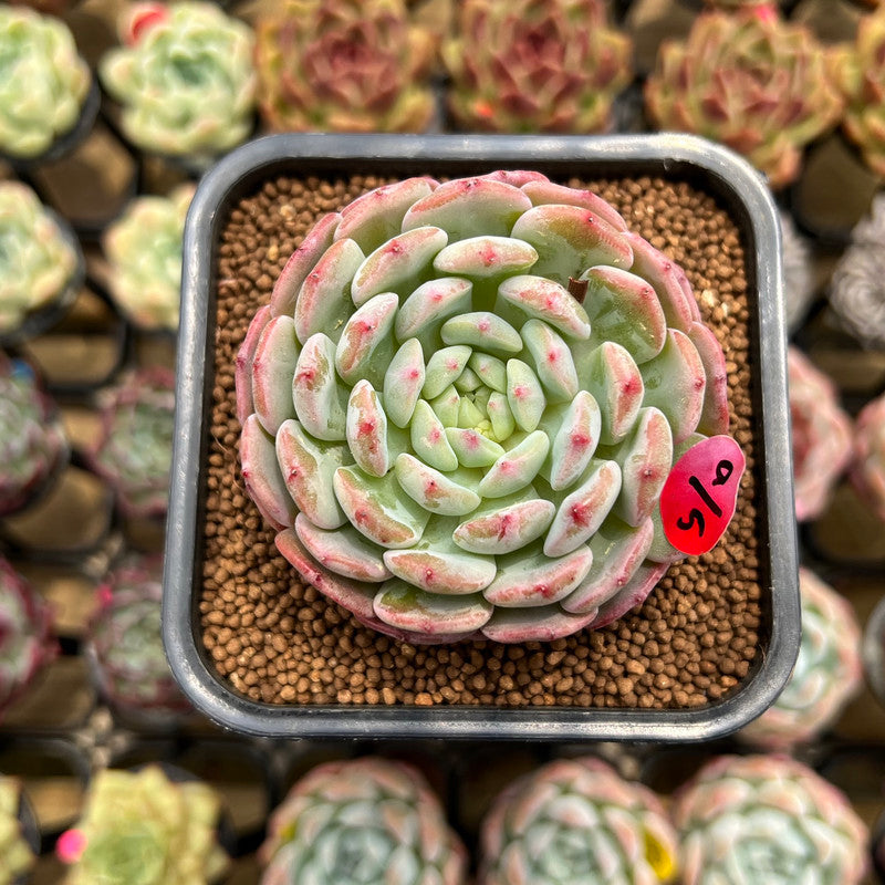 Echeveria 'White Farm' 2" Succulent Plant Cutting