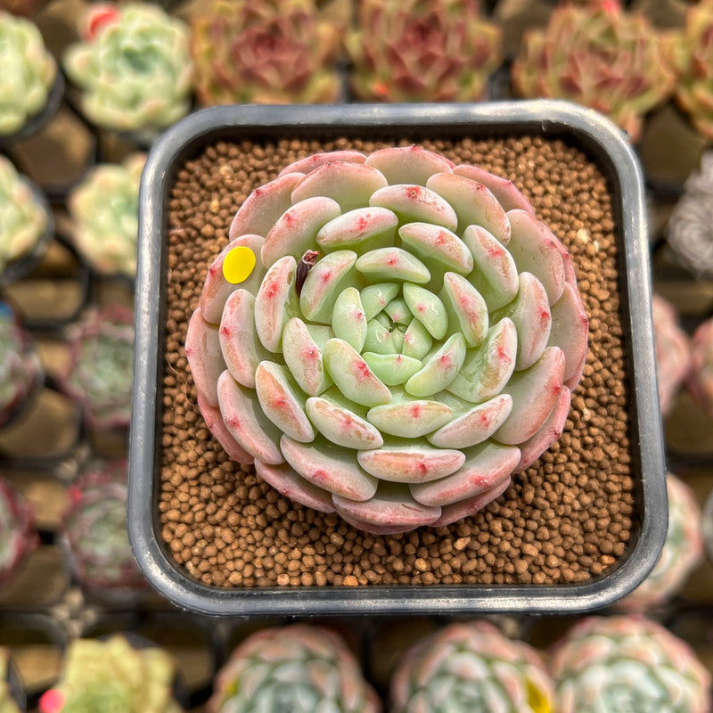 Echeveria 'White Farm' 2" Succulent Plant Cutting