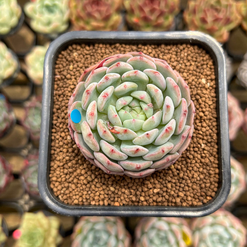 Echeveria 'White Farm' 2" Succulent Plant Cutting