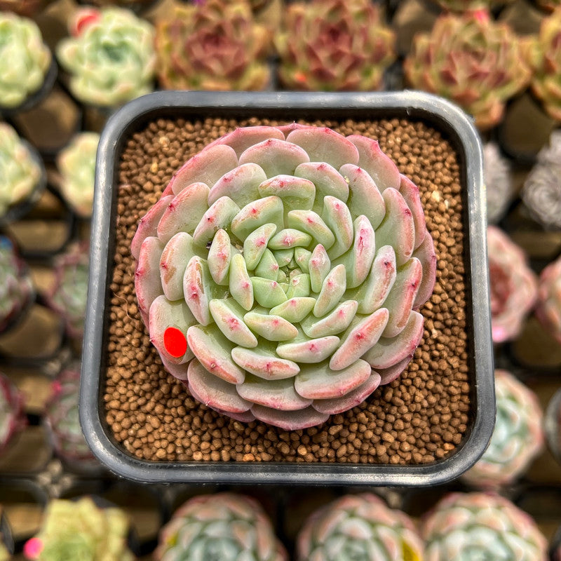 Echeveria 'White Farm' 2" Succulent Plant Cutting