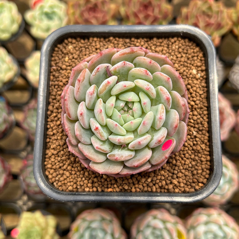 Echeveria 'White Farm' 2" Succulent Plant Cutting