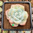 Echeveria 'Icy Green' Mutated/Monstrose 3" Succulent Plant Cutting