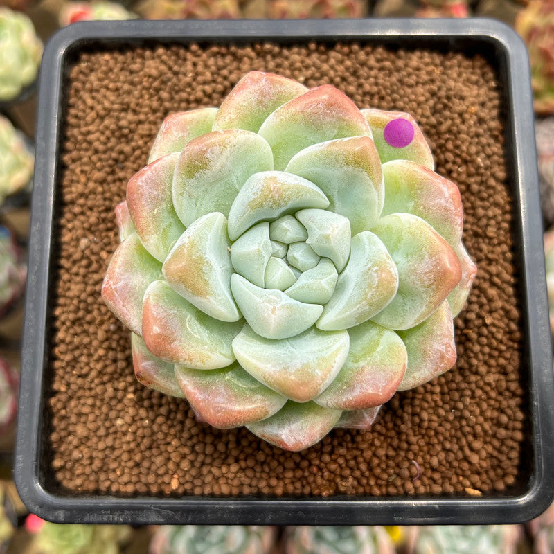 Echeveria 'Icy Green' Mutated/Monstrose 3" Succulent Plant Cutting