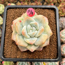 Echeveria 'Icy Green' Mutated/Monstrose 3" Succulent Plant Cutting