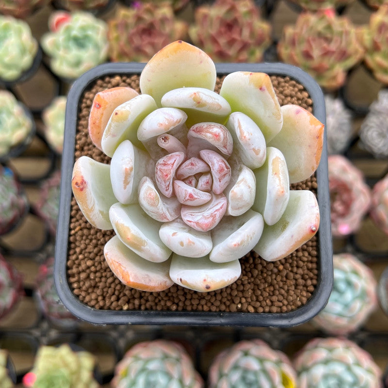 Echeveria 'Trumso' 2" Succulent Plant Cutting