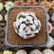 Echeveria 'Trumso' 2" Succulent Plant Cutting