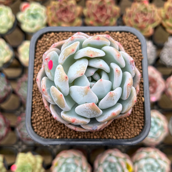 Echeveria 'Orange Monroe' 2" Succulent Plant Cutting