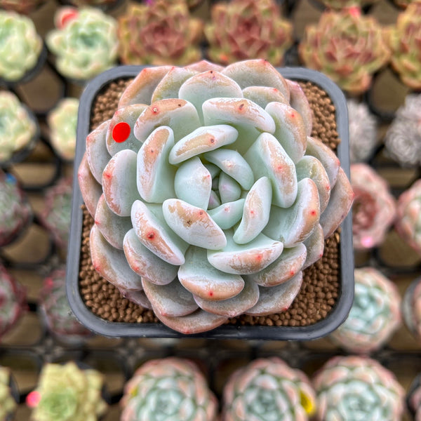 Echeveria 'Orange Monroe' 2" Succulent Plant Cutting