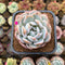 Echeveria 'Orange Monroe' 2" Succulent Plant Cutting