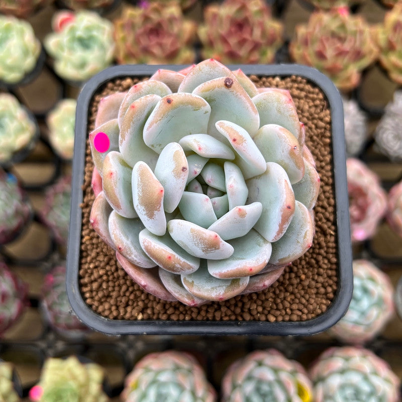 Echeveria 'Orange Monroe' 2" Succulent Plant Cutting