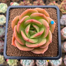 Echeveria 'Jupiter' 3" Succulent Plant Cutting