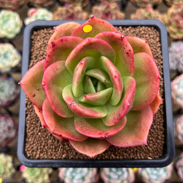 Echeveria 'Jupiter' 3" Succulent Plant Cutting