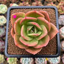 Echeveria 'Jupiter' 3" Succulent Plant Cutting