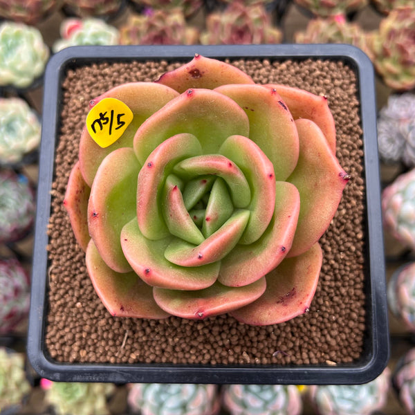 Echeveria 'Jupiter' 3" Succulent Plant Cutting