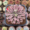 Echeveria 'Fantastic Fountain 2" Succulent Plant Cutting