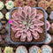 Echeveria 'Fantastic Fountain 2" Succulent Plant Cutting