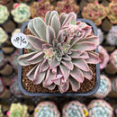 Echeveria 'Fantastic Fountain 2" Succulent Plant Cutting