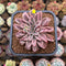 Echeveria 'Fantastic Fountain 2" Succulent Plant Cutting