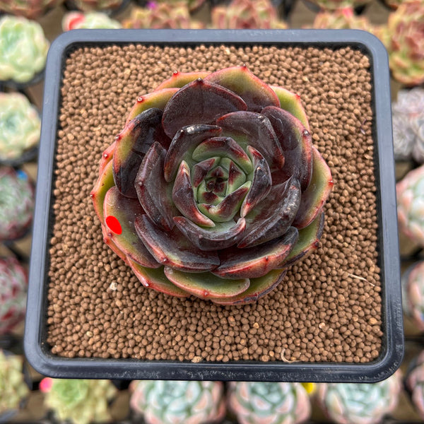 Echeveria 'Melodious' 2" Succulent Plant Cutting