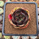 Echeveria 'Melodious' 2" Succulent Plant Cutting