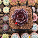 Echeveria 'Super Bowl' 1" Succulent Plant Cutting