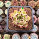 Echeveria Agavoides 'Ebony' sp. 2" Succulent Plant Cutting