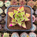 Echeveria Agavoides 'Ebony' sp. 2" Succulent Plant Cutting