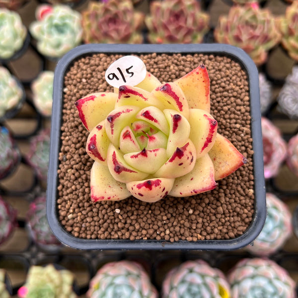 Echeveria Agavoides 'Ebony' sp. 2" Succulent Plant Cutting