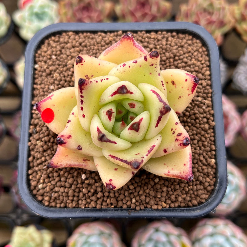 Echeveria Agavoides 'Ebony' sp. 2" Succulent Plant Cutting