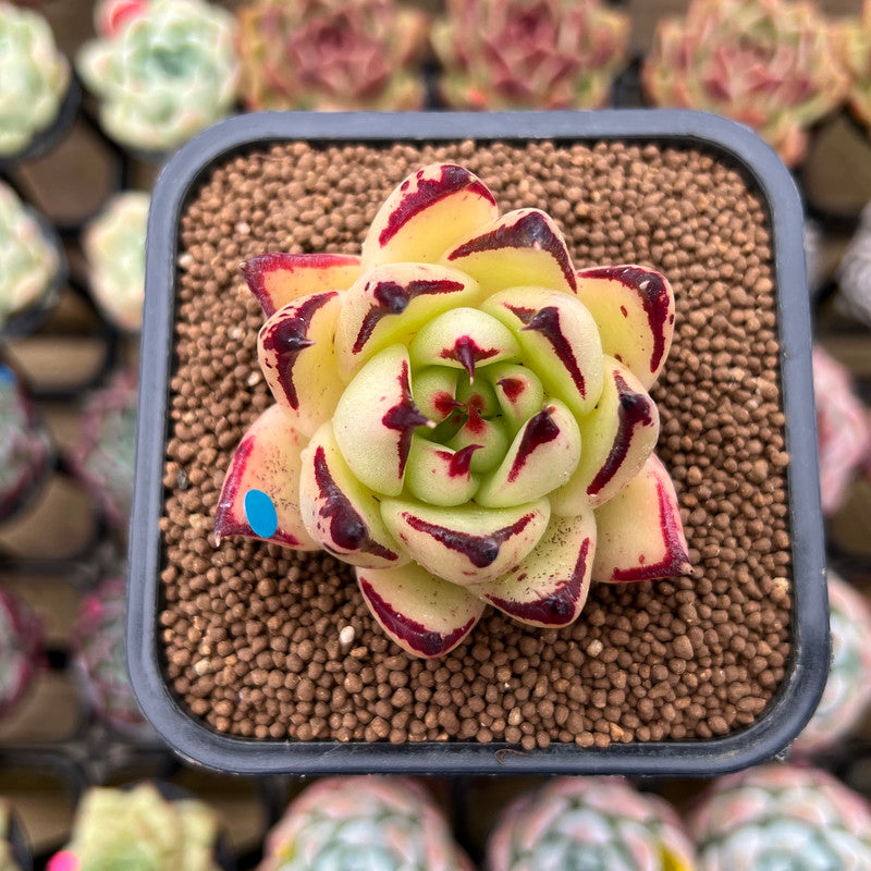 Echeveria Agavoides 'Ebony' sp. 2" Succulent Plant Cutting