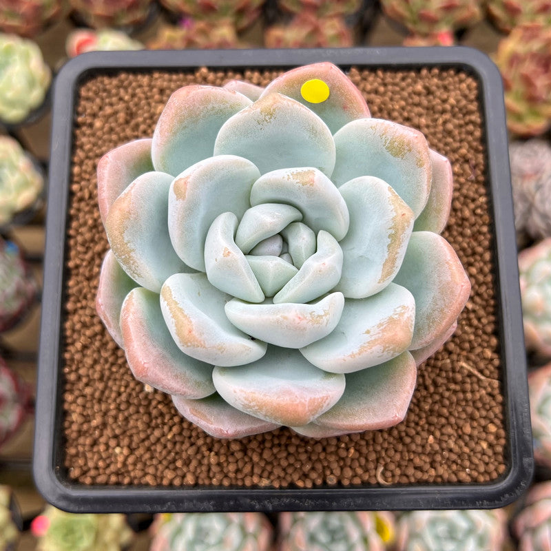 Echeveria 'Icy Green' 3" Succulent Plant Cutting