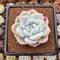 Echeveria 'Icy Green' 3" Succulent Plant Cutting